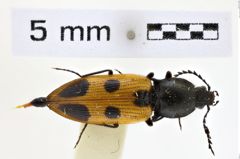 Foto (Dorsalansicht) von Anostirus daimio (NHMW-ZOO-COL-0008649)